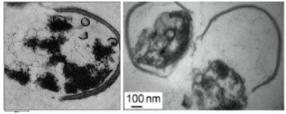 Biomembrane